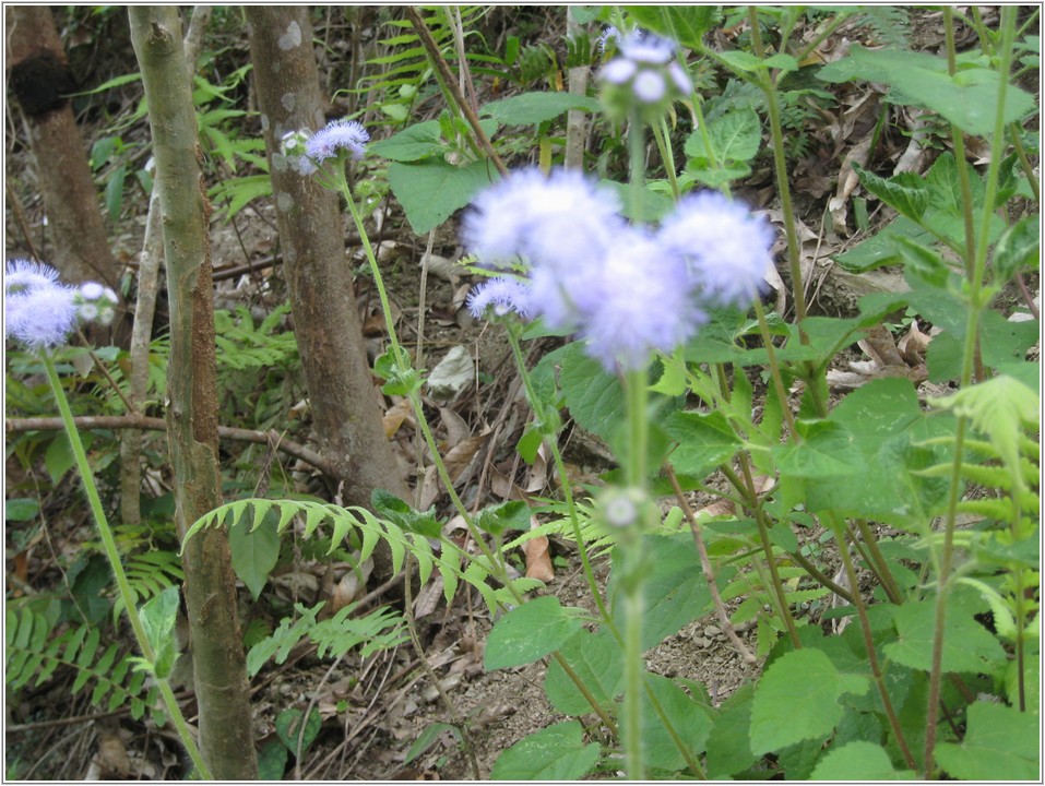 2013-03-07 13-32-46步道旁紫花藿香薊.JPG